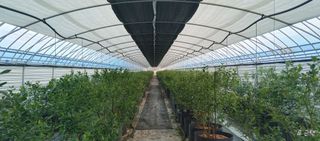 류근택님의 블루베리 · 영농일지 작성글 사진