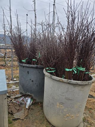 홍1237님의 기타작물 · 영농일지 작성글 사진