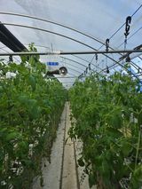 팜모닝 토마토·영농일지 게시글 이미지