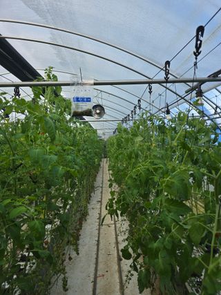 김호진님의 토마토 · 영농일지 작성글 사진