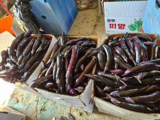 늘햇살팜 님의 기타작물 · 영농일지 작성글 사진