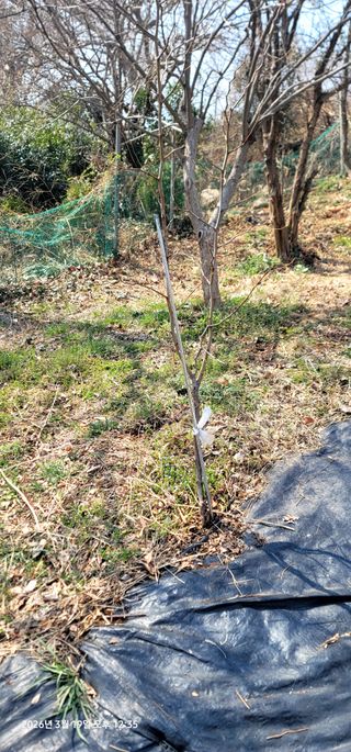 박종화님의 기타작물 · 영농일지 작성글 사진