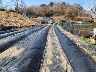 오임택 님의 고추 · 영농일지 작성글 사진