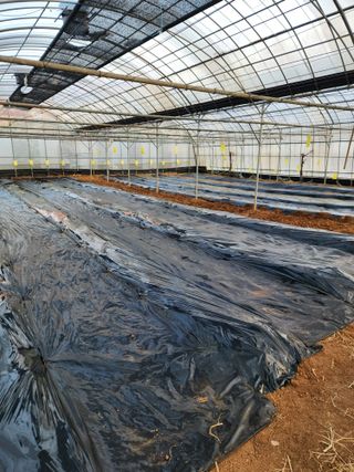 오임택 님의 고추 · 영농일지 작성글 사진