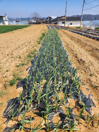 노복우님의 마늘 · 영농일지 작성글 사진