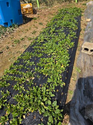 김연숙님의 고추 · 영농일지 작성글 사진