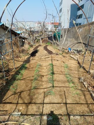 정성국님의 기타작물 · 영농일지 작성글 사진