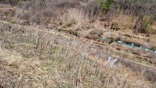 김동명님의 두릅 · 영농일지 작성글 사진