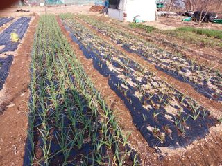 상추20832님의 마늘 · 영농일지 작성글 사진