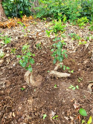 최강K님의 기타작물 · 영농일지 작성글 사진