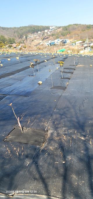 박종화님의 기타작물 · 영농일지 작성글 사진