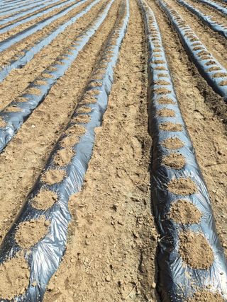 남기탁 님의 감자 · 영농일지 작성글 사진