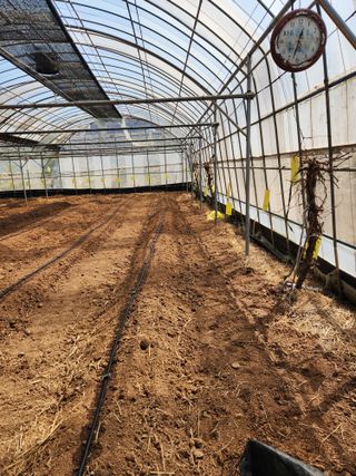 오임택 님의 고추 · 영농일지 작성글 사진