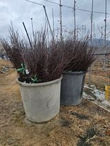 팜모닝 기타작물·영농일지 게시글 이미지