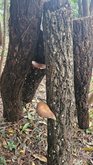 최강K님의 버섯 · 영농일지 작성글 사진