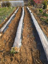 팜모닝 감자·영농일지 게시글 이미지