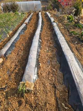 김세리님의 감자 · 영농일지 작성글 사진