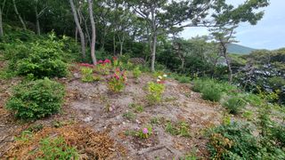 최강K님의 기타작물 · 영농일지 작성글 사진