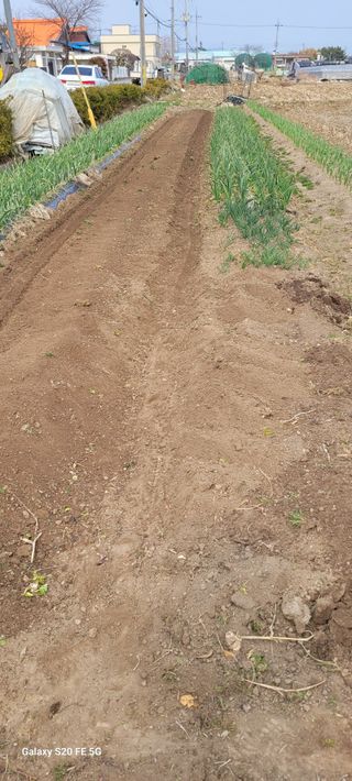 감자7569님의 마늘 · 영농일지 작성글 사진