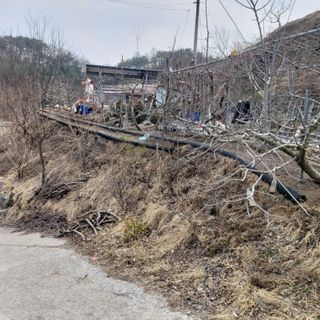 가로수님의 기타작물 · 영농일지 작성글 사진