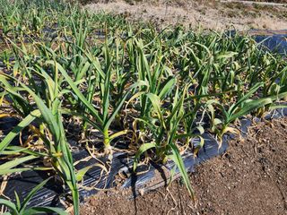 강동신님의 마늘 · 영농일지 작성글 사진