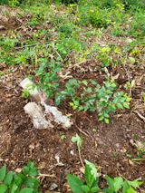 팜모닝 기타작물·영농일지 게시글 이미지