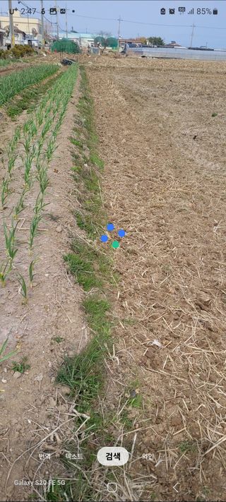 감자7569님의 마늘 · 영농일지 작성글 사진