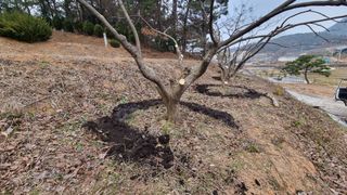 최강K님의 기타작물 · 영농일지 작성글 사진