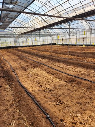 오임택 님의 고추 · 영농일지 작성글 사진