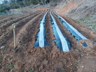열남님의 기타작물 · 영농일지 작성글 사진