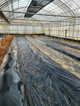 팜모닝 고추·영농일지 게시글 이미지