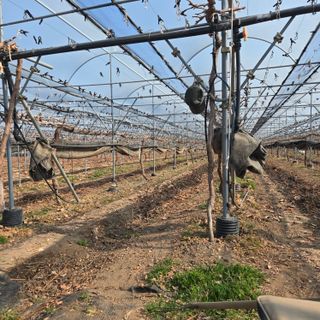 동동예행복농장님의 포도 · 영농일지 작성글 사진