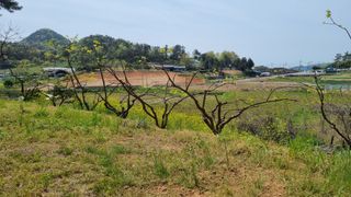 최강K님의 기타작물 · 영농일지 작성글 사진