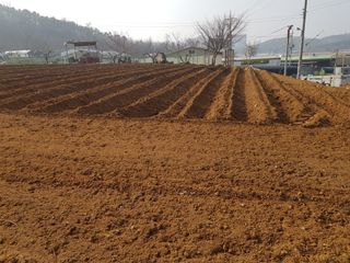 무봉농장(기북)님의 감자 · 영농일지 작성글 사진