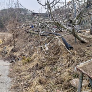 가로수님의 기타작물 · 영농일지 작성글 사진