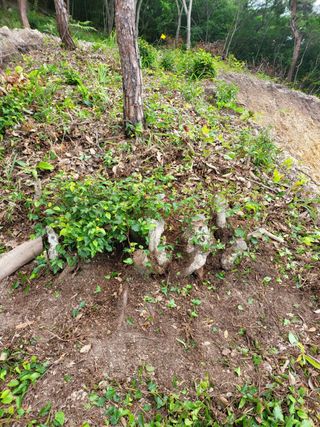 최강K님의 기타작물 · 영농일지 작성글 사진