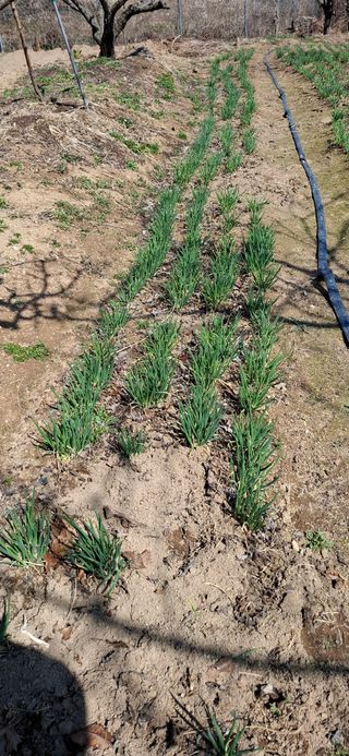 전영옥님의 기타작물 · 영농일지 작성글 사진