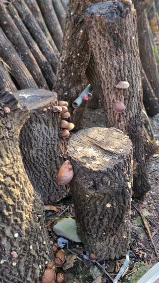 김동명님의 두릅 · 영농일지 작성글 사진