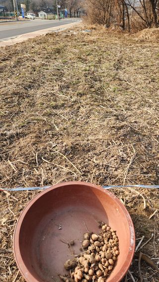 콩콩콩님의 콩 · 영농일지 작성글 사진