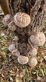 최강K님의 작성글 사진