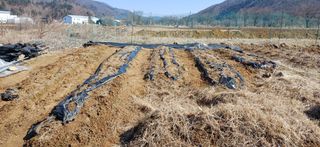 남궁봉님의 참깨 · 영농일지 작성글 사진