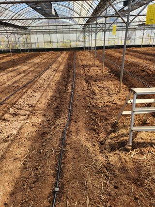 오임택 님의 고추 · 영농일지 작성글 사진