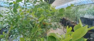 류근택님의 블루베리 · 영농일지 작성글 사진