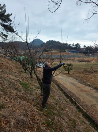 최강K님의 기타작물 · 영농일지 작성글 사진