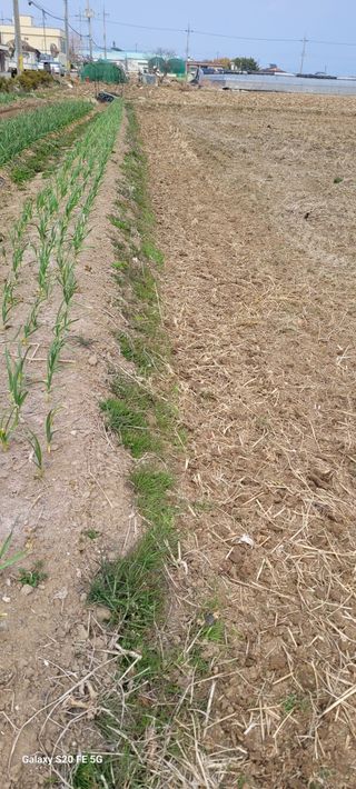 감자7569님의 마늘 · 영농일지 작성글 사진