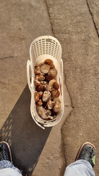 김동명님의 두릅 · 영농일지 작성글 사진