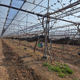 팜모닝 포도·영농일지 게시글 이미지