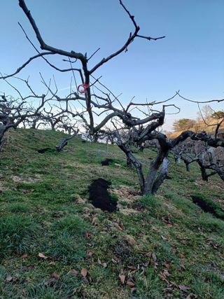 정성국님의 감 · 영농일지 작성글 사진