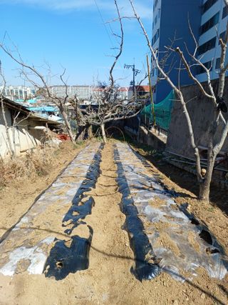 정성국님의 기타작물 · 영농일지 작성글 사진