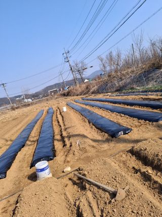 백영호님의 기타작물 · 영농일지 작성글 사진